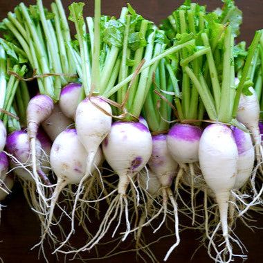 Purple Top White Globe Turnip with vibrant purple tops and white bulbs.