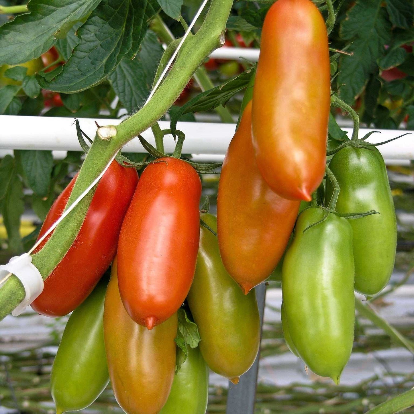 Tomatoes in various stages of ripeness hanging on a vine.
