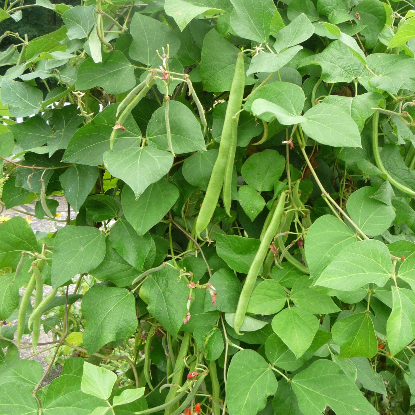 Green beans growing on a vine with green leaves Scarlet Runner Beans MatchesSeeds
