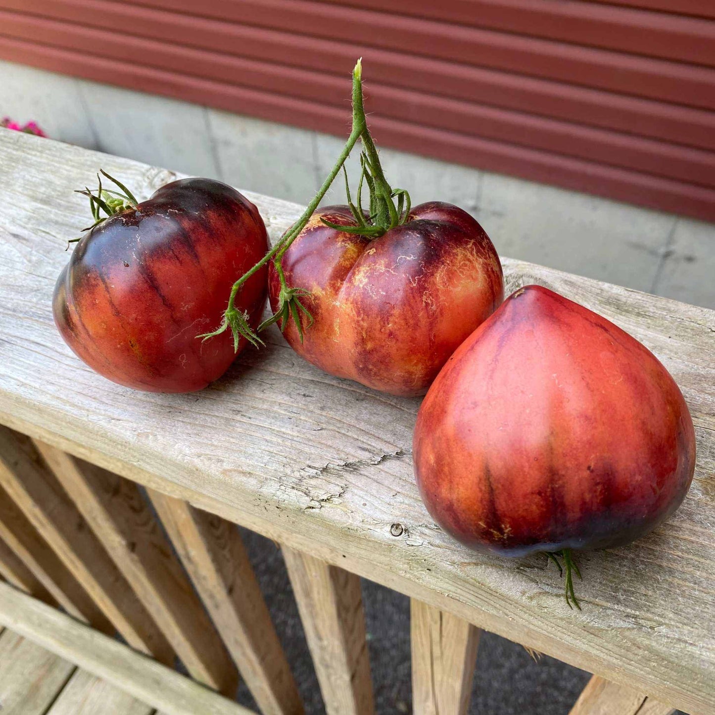 Heirloom Sergeant Pepper Tomatoes with pink-gold stripes on a wooden surface.