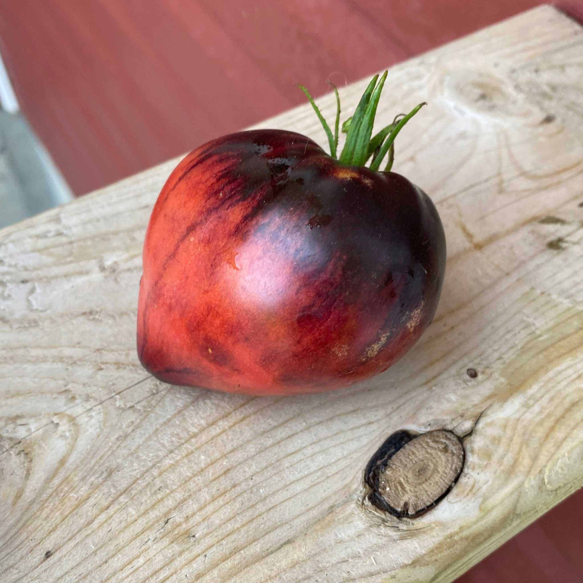 Oxheart-shaped Sergeant Pepper Tomato with pink-gold stripes on wooden surface.