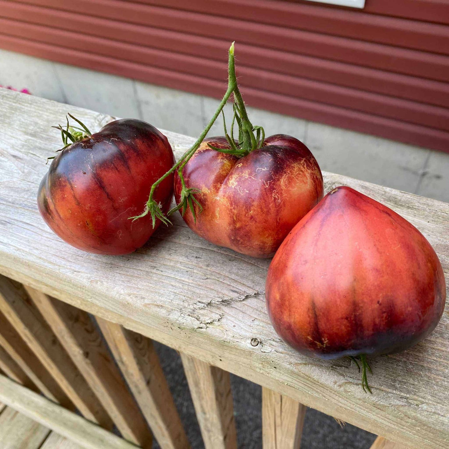 Heirloom Sergeant Pepper Tomato with pink-gold striped oxheart fruit.
