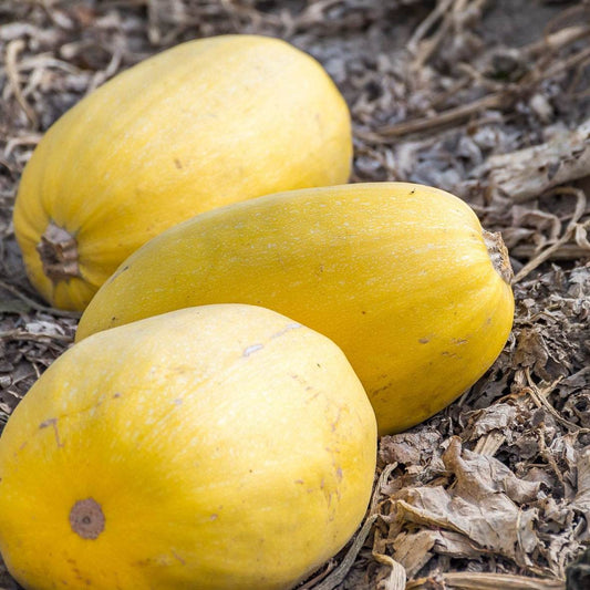 Spaghetti squash on the ground, showcasing vibrant yellow color and oblong shape.