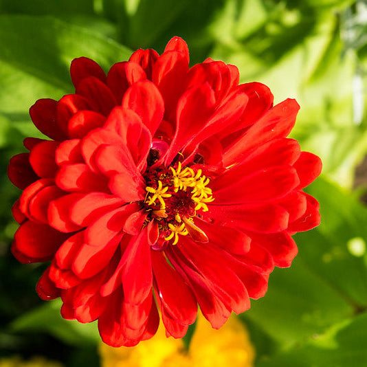 Zinnia – State Fair – Heirloom, Open Pollinated, Non-Treated Seeds
