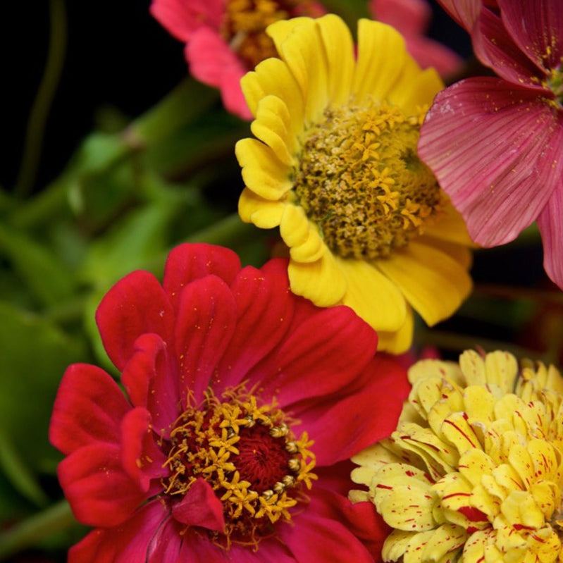 Zinnia – State Fair – Heirloom, Open Pollinated, Non-Treated Seeds