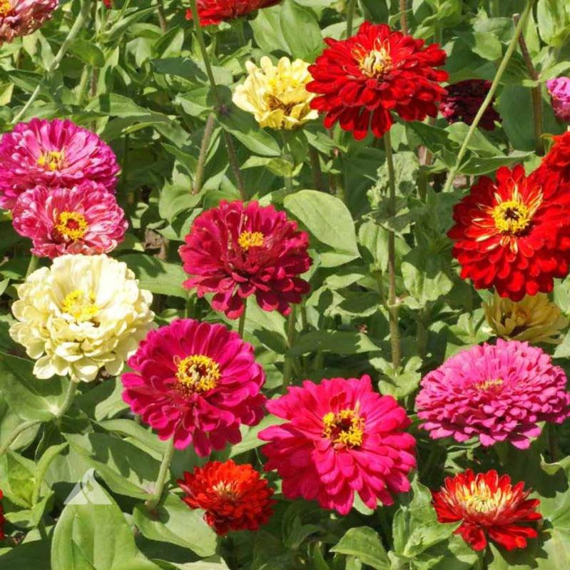 Zinnia – State Fair – Heirloom, Open Pollinated, Non-Treated Seeds