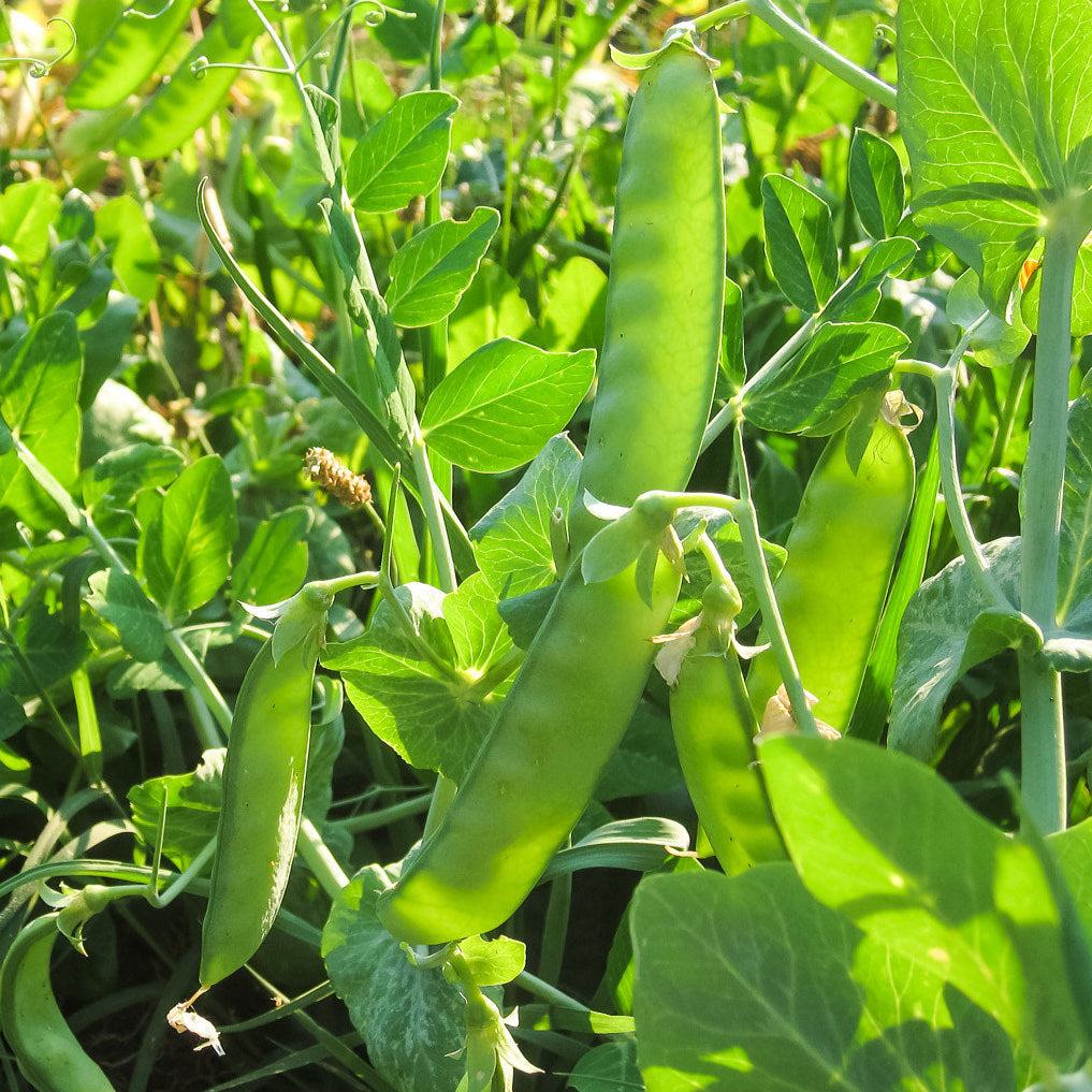 Pea Sugar Sprint sugar snap peas growing in the garden.