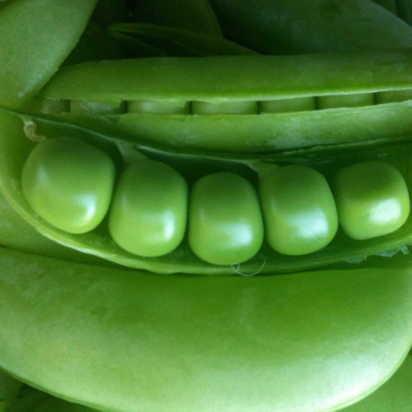 Stringless Pea Sugar Sprint sugar snap pea seeds, open-pollinated and non-treated, showcasing juicy pods.