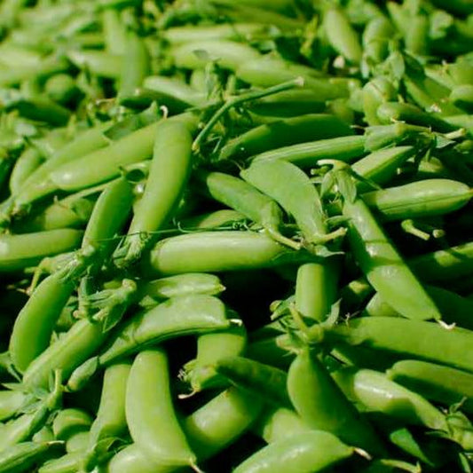 Pea Sugar Sprint sugar snap peas, open-pollinated and stringless, perfect for fresh eating and stir-fries.