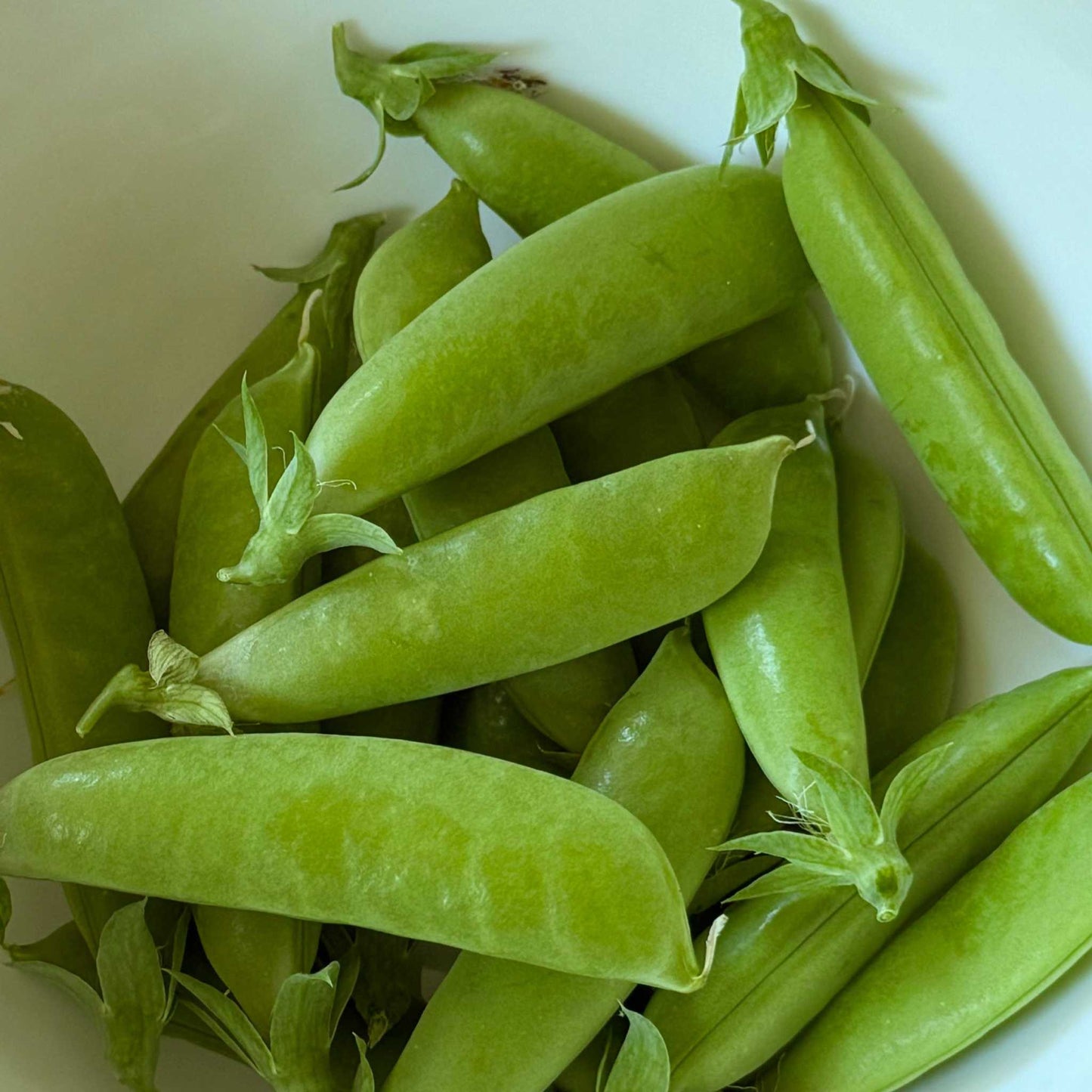 Pea Sugar Sprint sugar snap peas in a bowl, showcasing their stringless, tender pods.