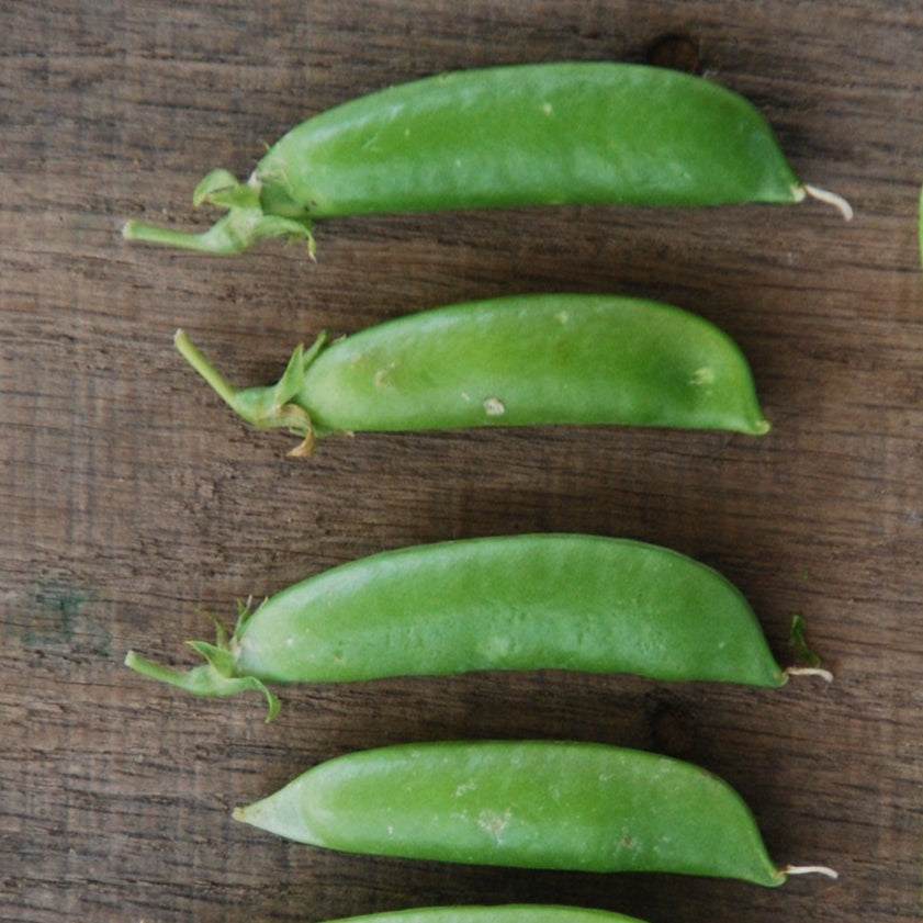Pea Sugar Sprint sugar snap peas on wooden table.