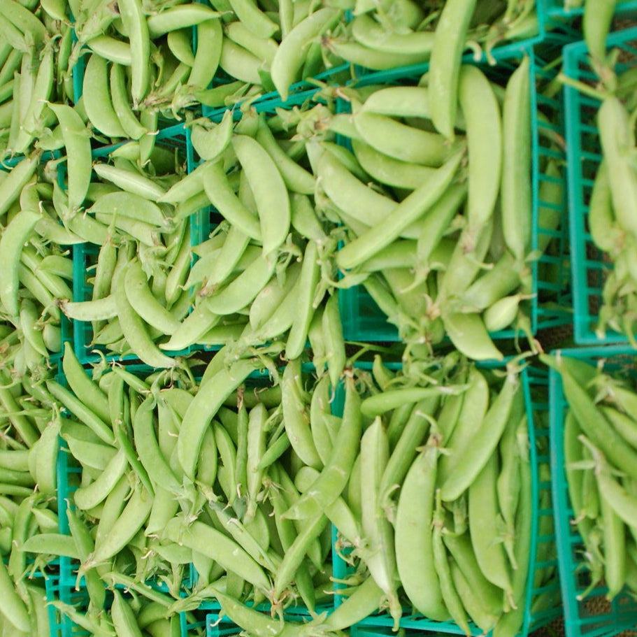 Pea Sugar Sprint seeds; tender, stringless, snap peas in baskets for fresh, sweet harvests.
