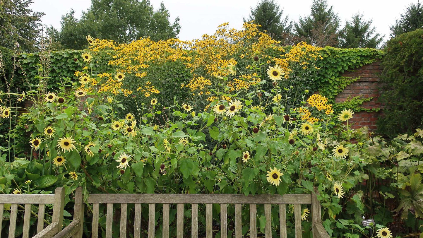 Bench in a garden with sunflowers and greenery, Sunflower Italian White Pale Yellow Matches Seeds