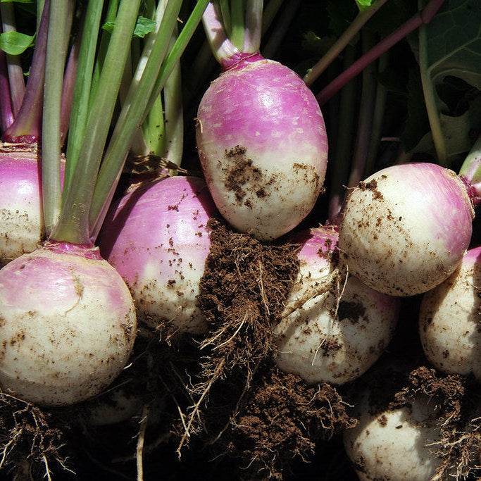 Purple Top White Globe Turnip with vibrant purple tops and white bulbs in the soil.