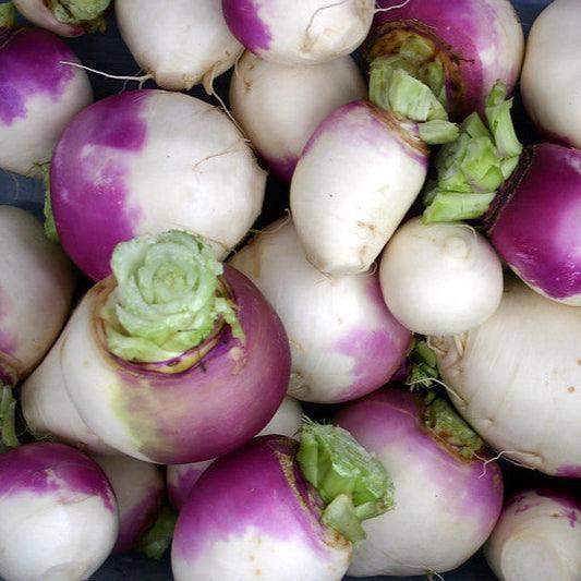 Purple Top White Globe Turnip seeds with vibrant purple tops and white flesh.