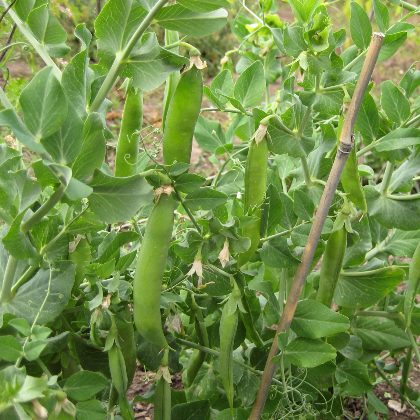 Homesteader Pea plants with green pods ready to harvest.