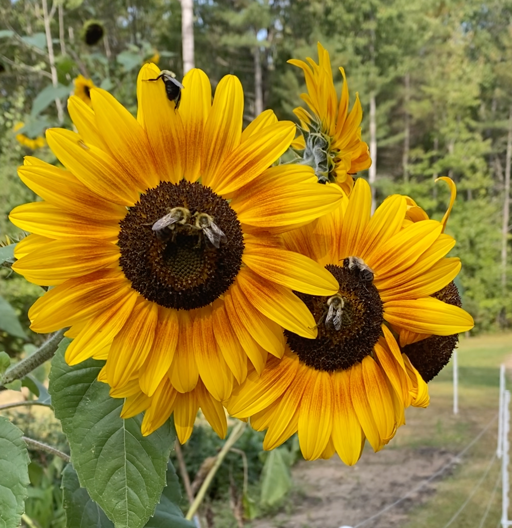 Sunflower Autumn Beauty blooms with rich yellow petals, attracting bees in a vibrant garden setting.