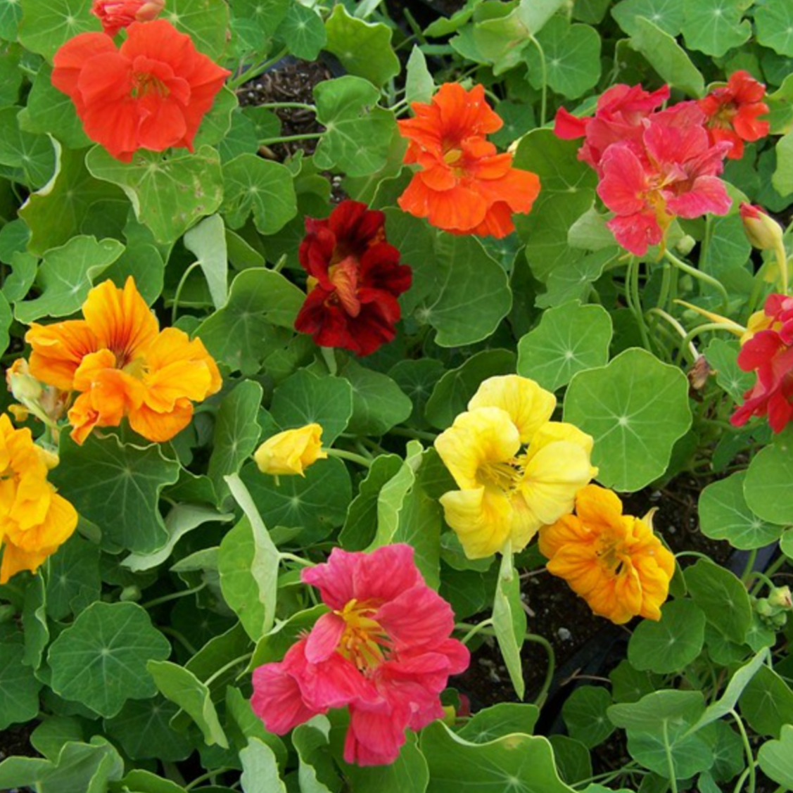 Nasturtium Dwarf Jewel Mix flowers in vibrant jewel tones of orange, red, yellow, and purple.