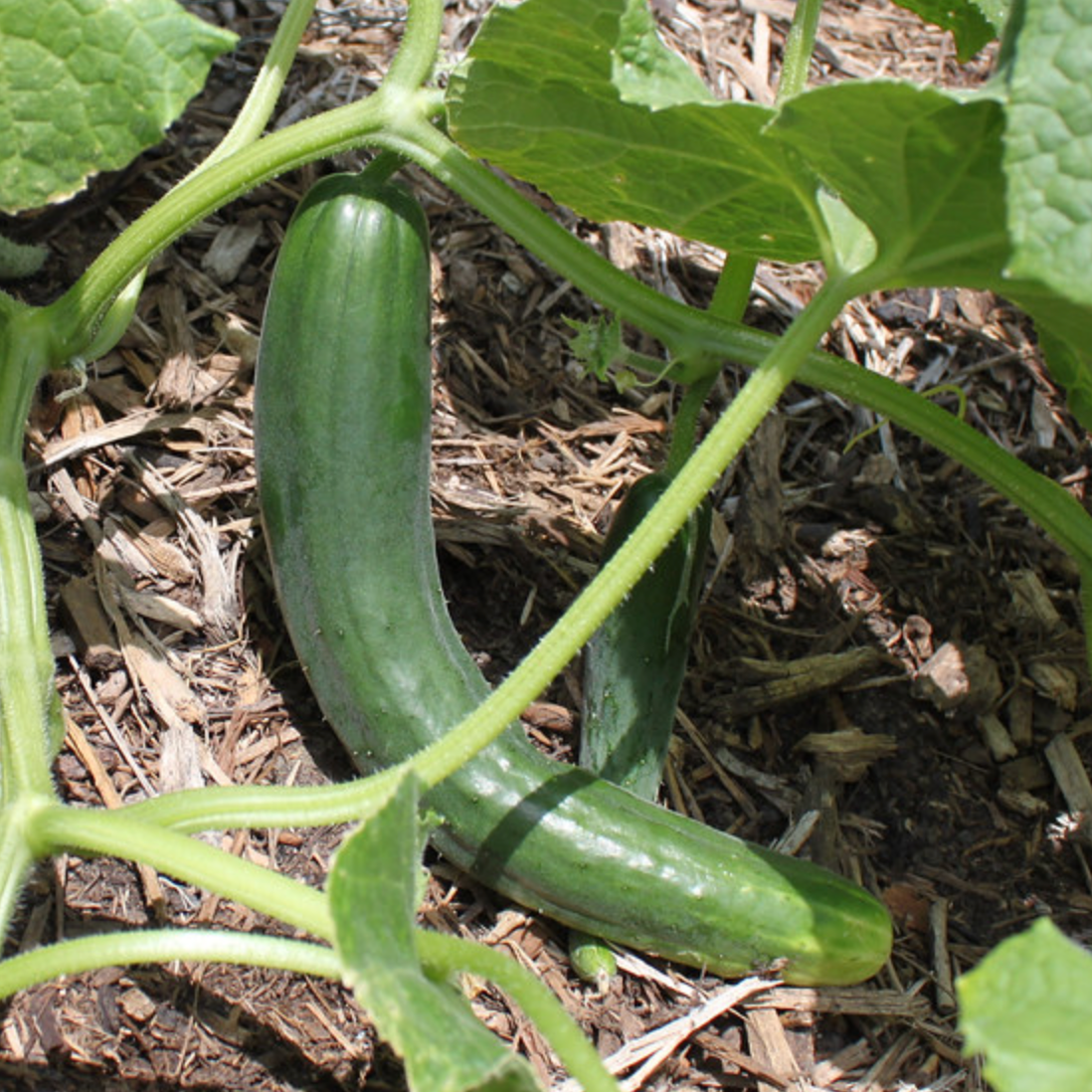 Cucumber Summer Dance plant growing in garden with lush green leaves.
