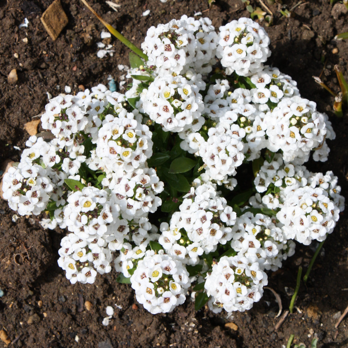 Alyssum Carpet of Snow flowers with white blooms, ideal for ground cover.