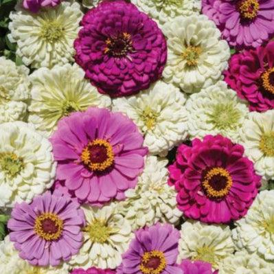 Zinnia Blueberry Cheesecake Mix with lavender, magenta, and white blooms.