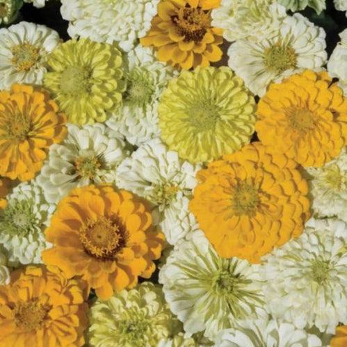 Zinnia Dessert Lemon Meringue Mix flowers in shades of buttery yellow, cream, and white.