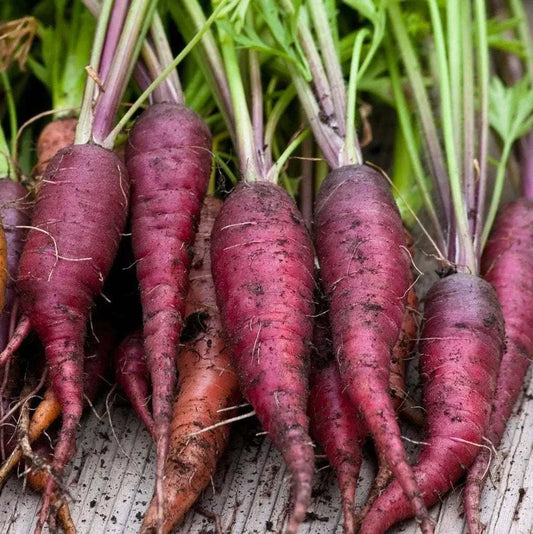 Cosmic Purple Carrot heirloom seeds with vibrant purple skin and lush green tops.
