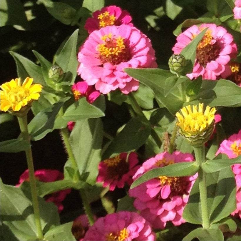 Zinnia Pompom flowers with vibrant, double blooms in a garden setting.