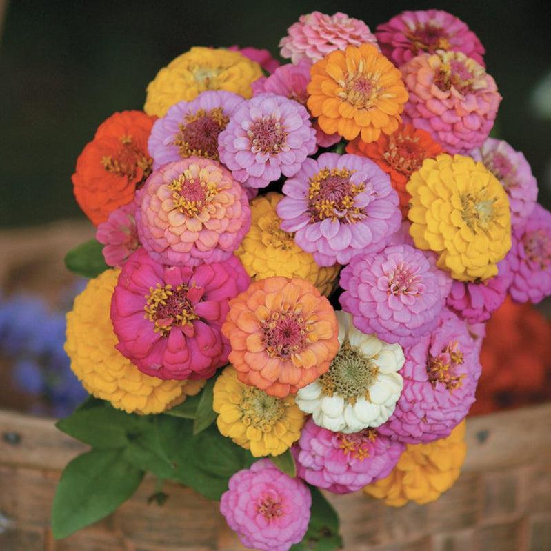 Colorful Zinnia Pompom flowers in a basket, showcasing vibrant, globe-shaped blooms perfect for gardens and attracting pollinators.
