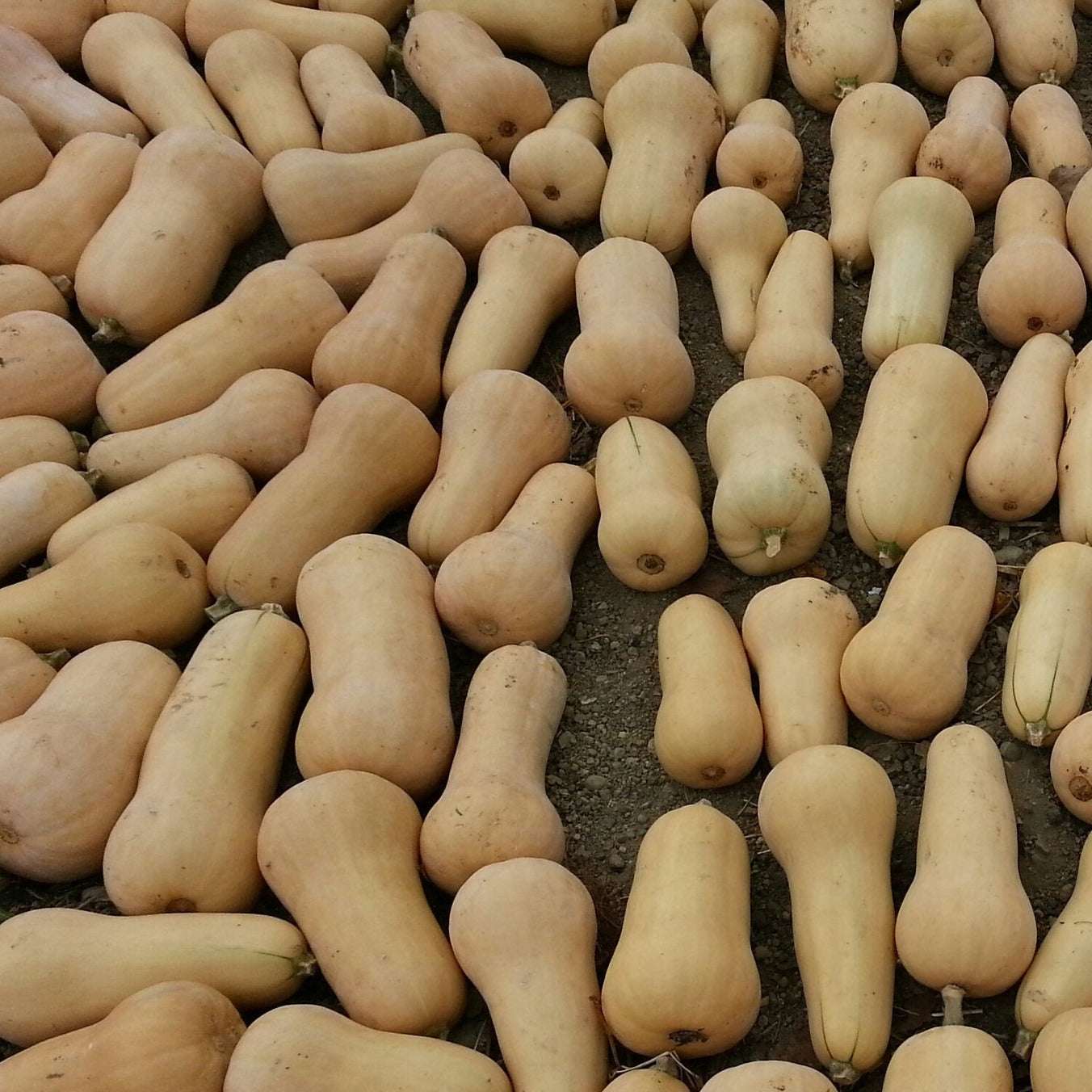 Butternut Waltham NT Squash with smooth texture and sweet flavor.