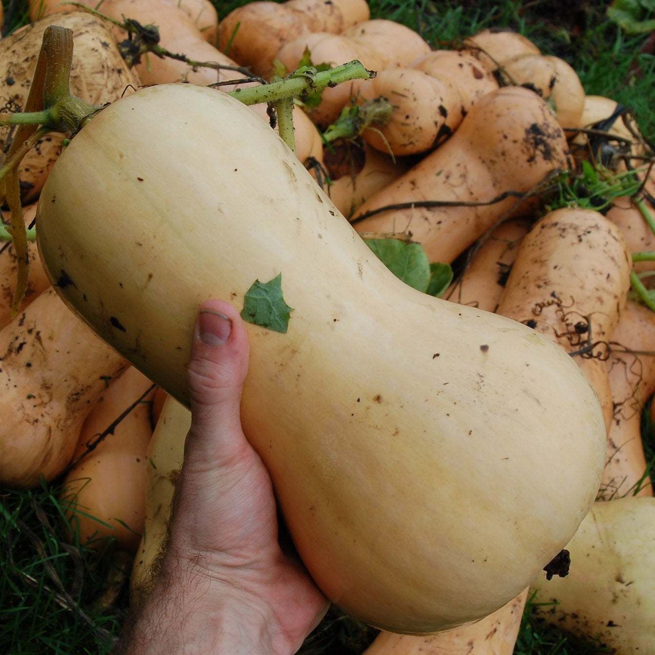 Butternut Waltham NT Squash with smooth texture and small seed cavity.