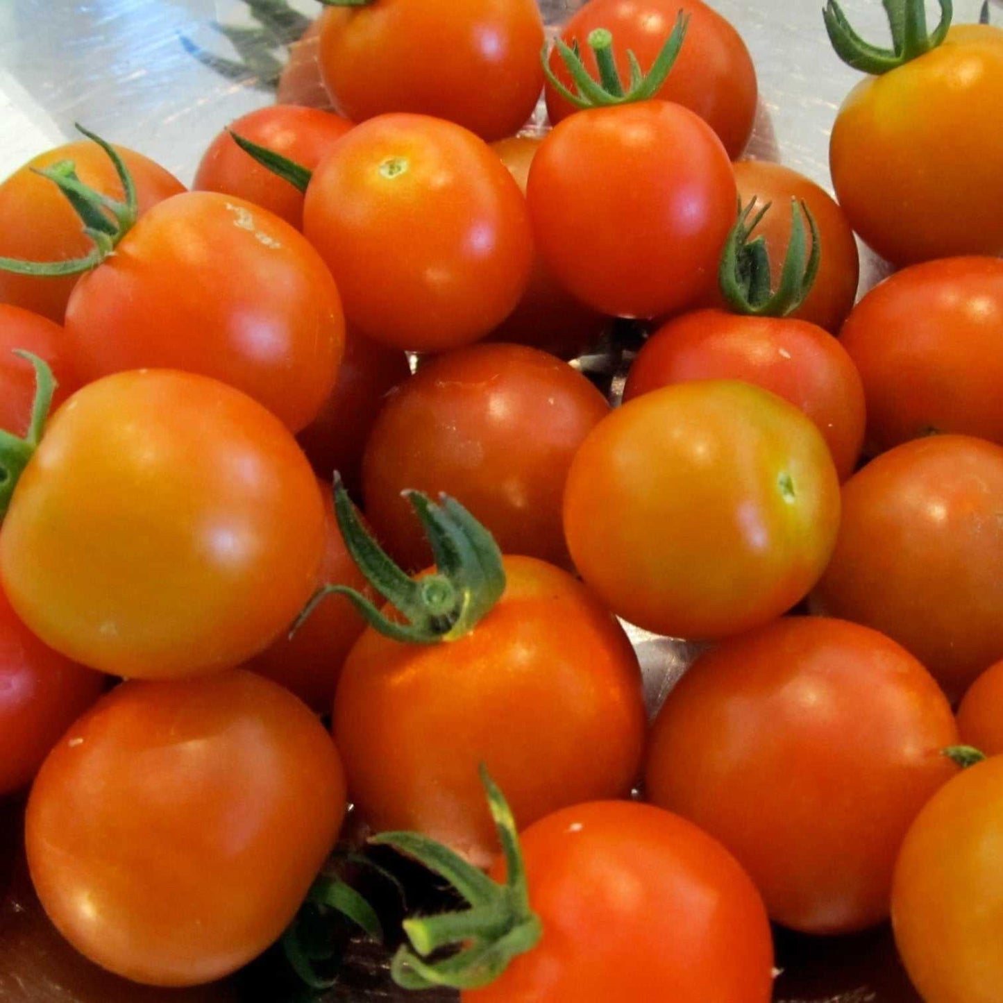 Sweet Million Cherry Tomato F1 ripe red tomatoes on a vine.
