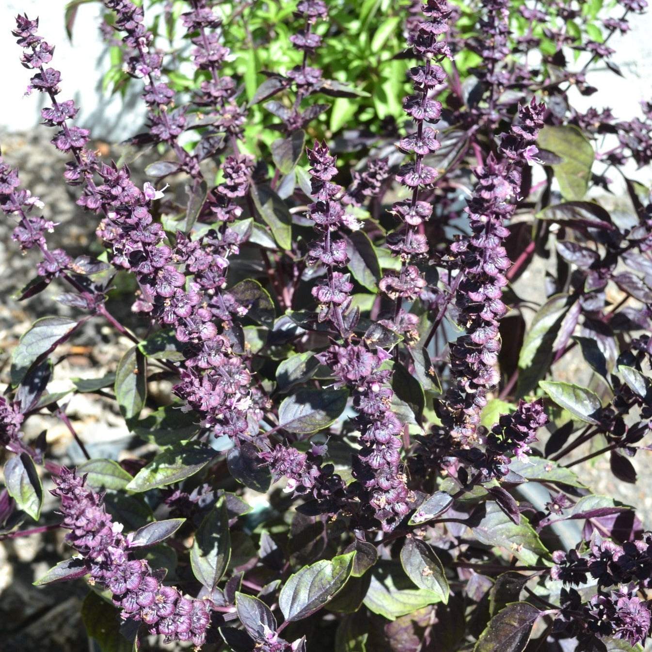 Vigorous Rosie Basil plant with dark purple stalks and lavender flowers.