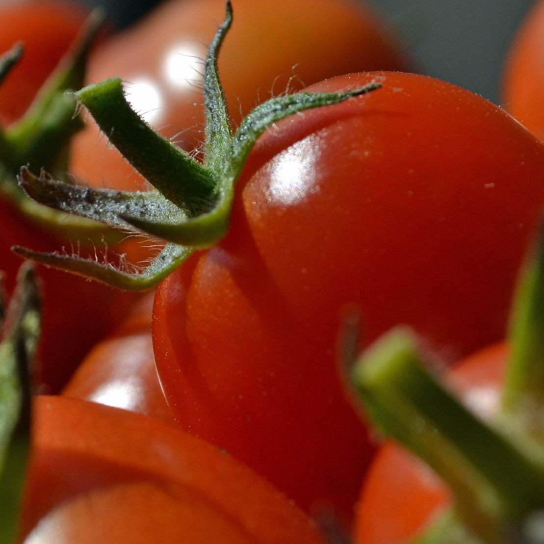 Sweet Million Cherry Tomato F1 seeds with ripe, glossy red tomatoes on the vine.