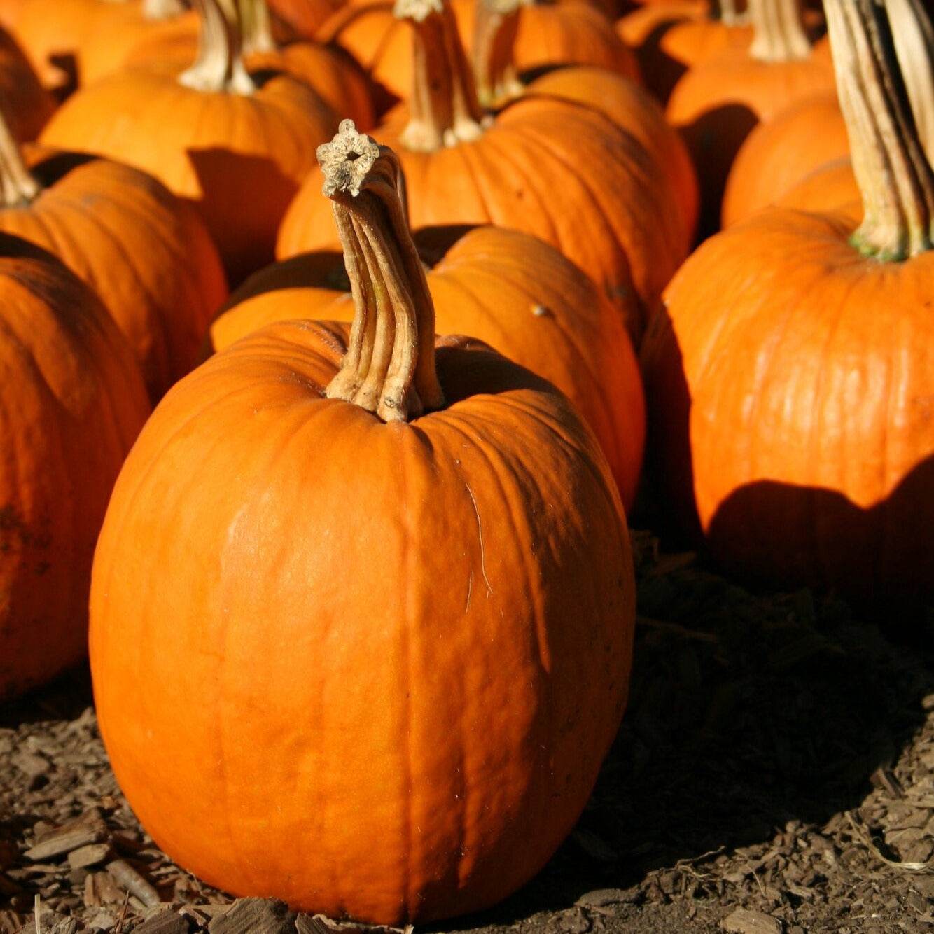 New England pie pumpkins, dark orange, small size, 4-6 lbs, ideal for Halloween decoration or baking pies.
