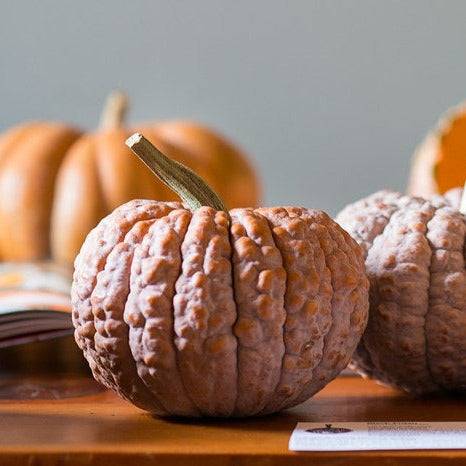 Butternut Winter Squash 'Black Futsu' with bumpy skin and gray-to-blush color on a wooden surface.