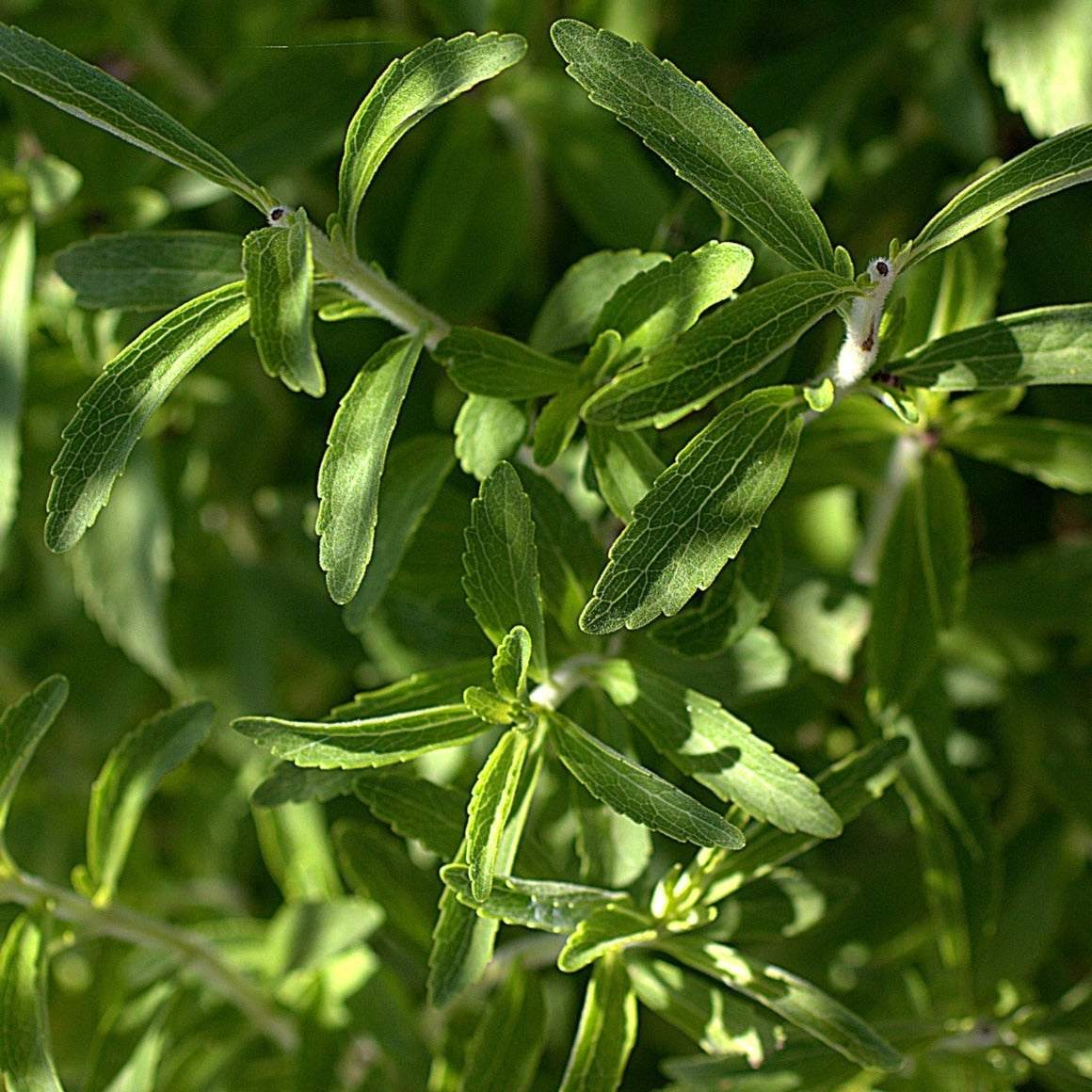 Stevia plant leaves with green foliage, natural sweetener alternative.