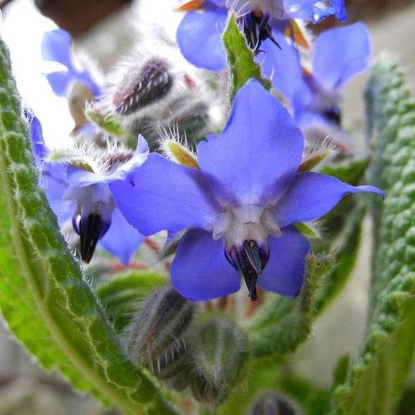 Borage plant with vivid blue, edible flowers and fuzzy green leaves.