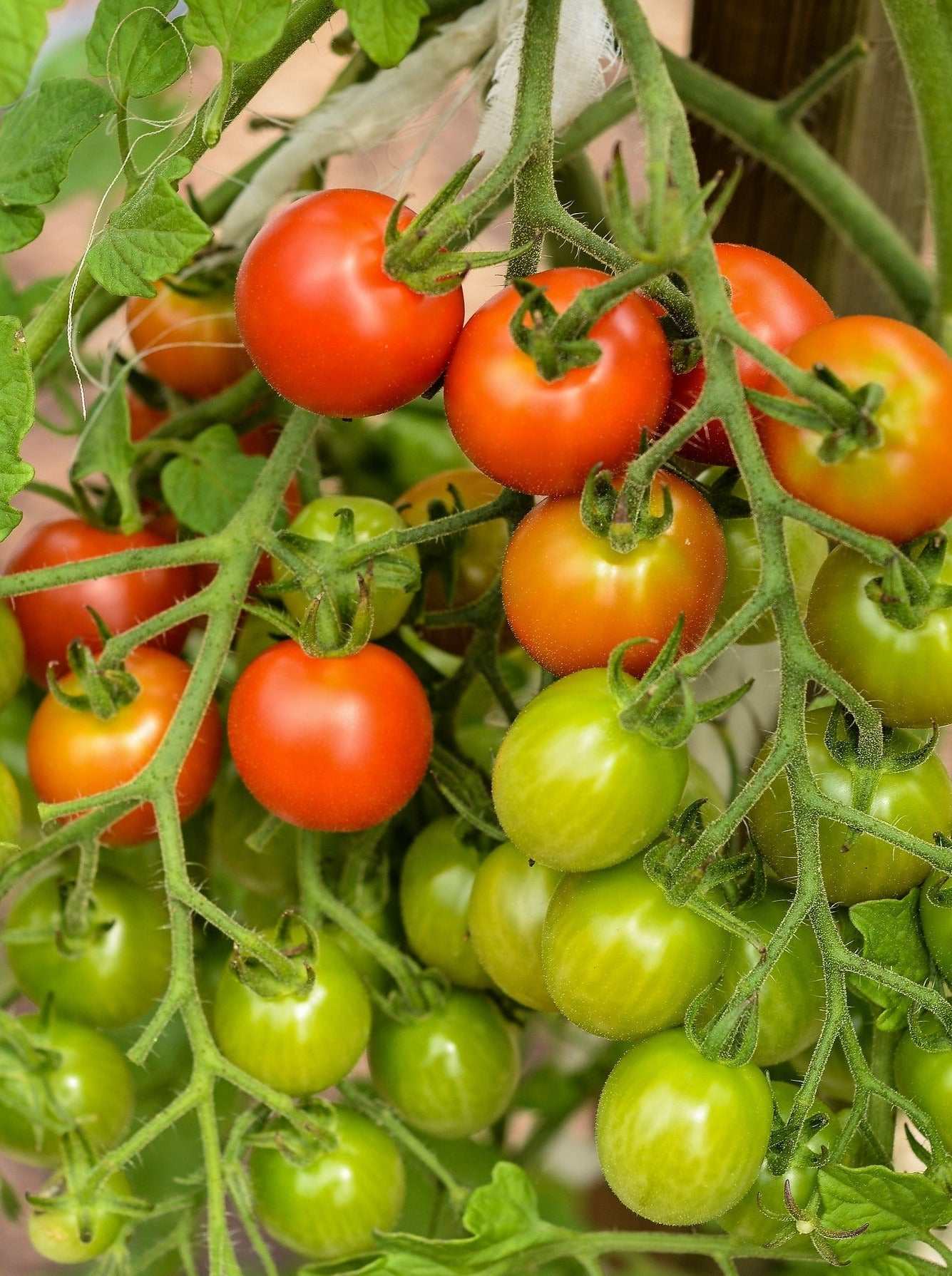 Sweet Million Cherry Tomato F1 growing on a vine, with ripe and unripe fruit.