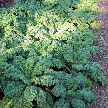 Kale Vates Blue Curled Scotch growing with curly blue-green leaves in a garden.