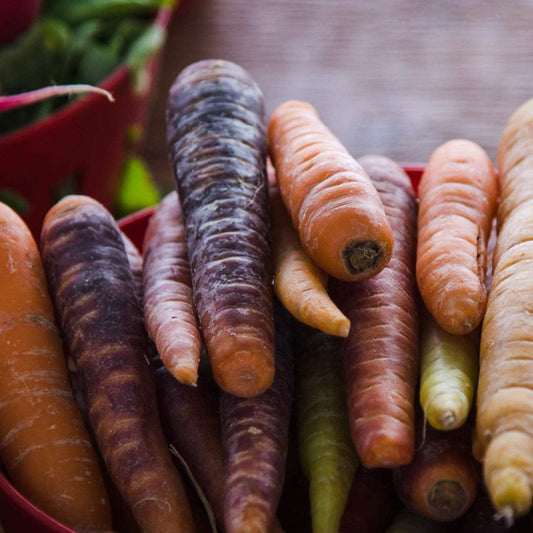 Rainbow Blend Carrot mix showcasing diverse purple, white, red, and orange carrots.