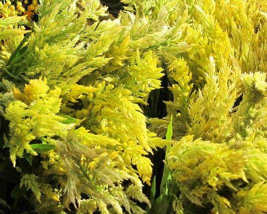 Celosia - Pampas Plume flowers with feathery yellow plumes.