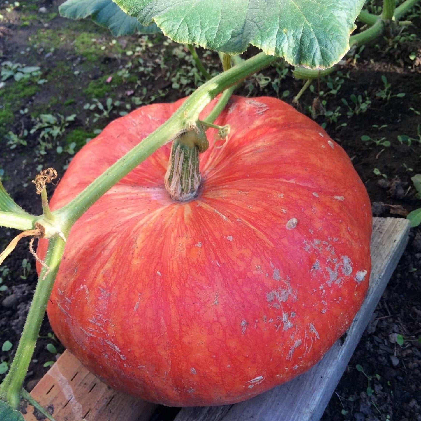 Pumpkin Rouge Vif d’Etampes with orange-red skin and ridges, growing on a lush plant.