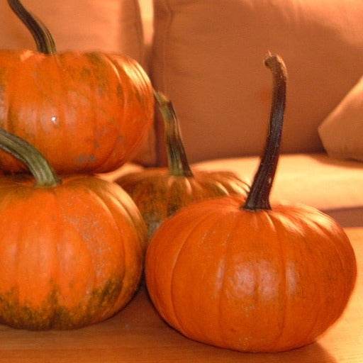 Mini Pumpkin Baby Bear with deep orange hue and ridges for decoration and cooking.