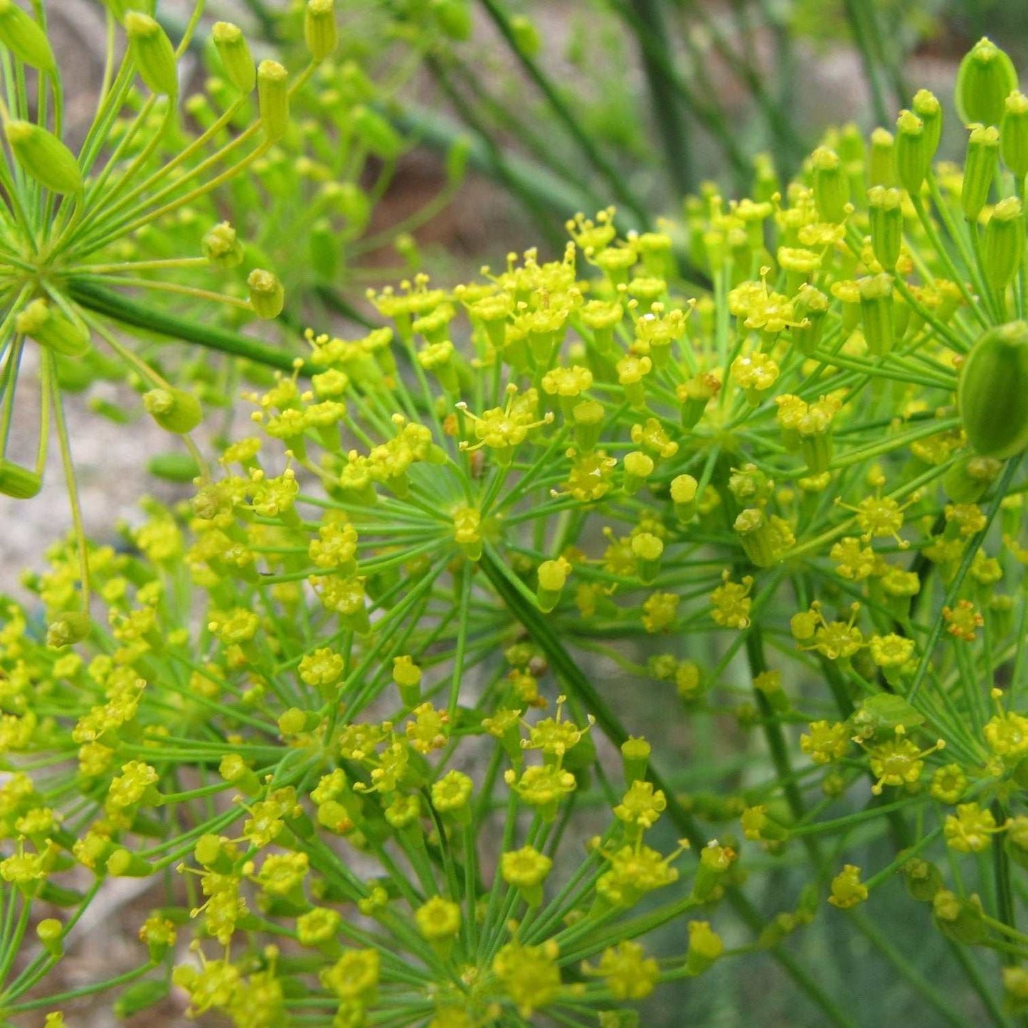Fresh Bouquet Dill with large seed heads and vibrant green foliage.
