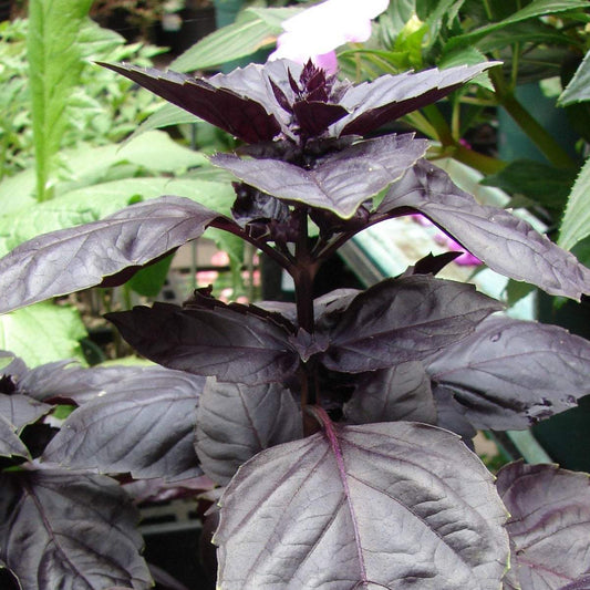 Purple Rosie Basil plant with dark leaves and lavender flowers.