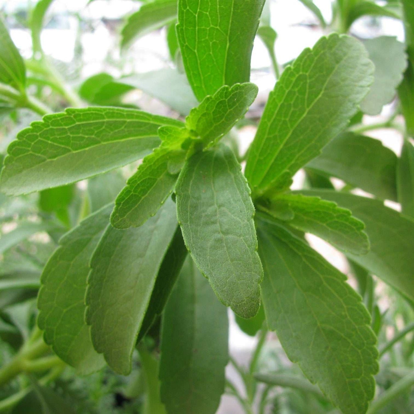 Stevia plant with lush green leaves in a garden setting.