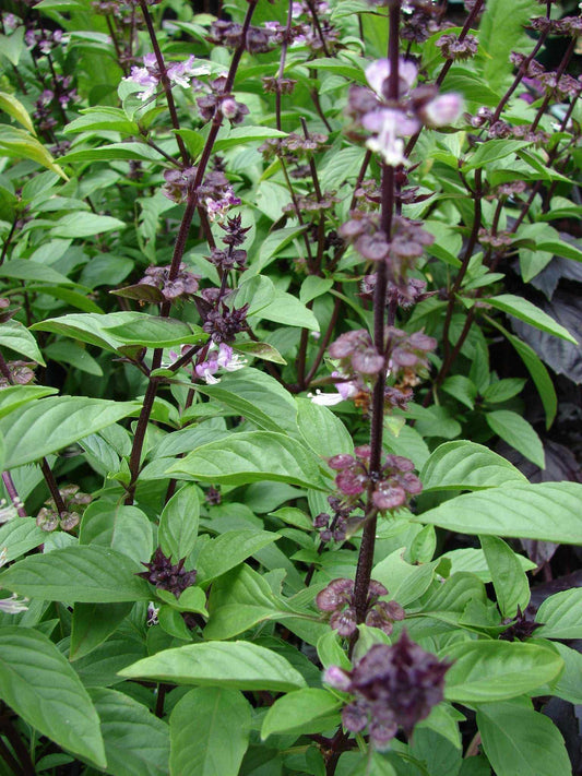 Siam Queen Thai Basil plants with green leaves and purple flowers.