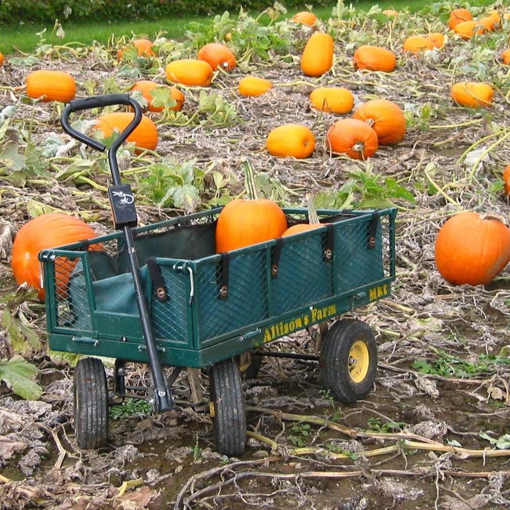 New England pie pumpkins in a field with a green cart.