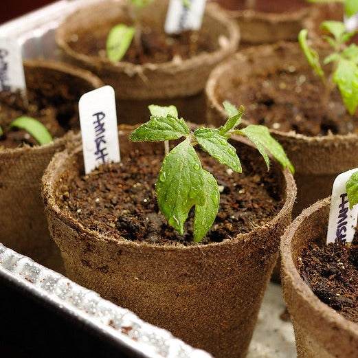 Seedlings of Amish Paste Heirloom Tomato plants in small pots, ideal for home gardening.